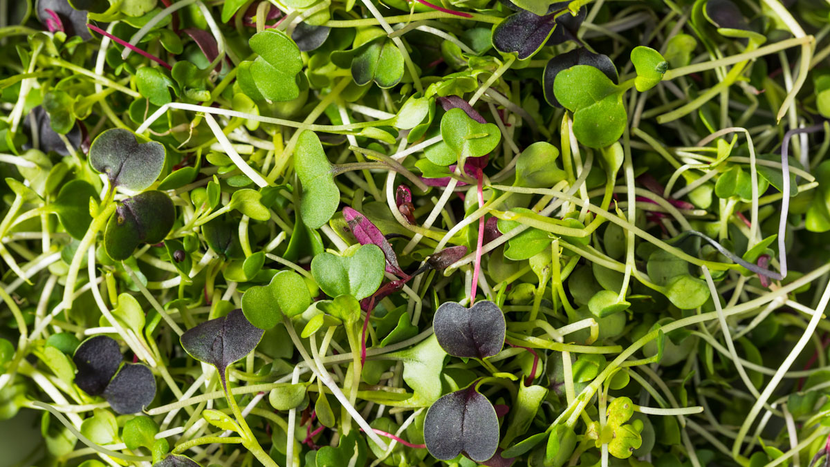 Close up of a variety of microgreen sprouts