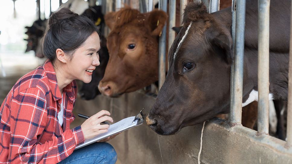 Smiling woman of Asian heritage holding a clipboard and pen while squatting down in front of a dark brown cow. 