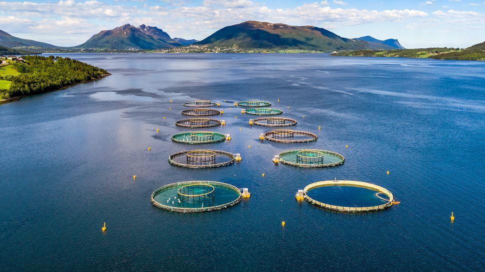 Farm salmon fishing in Norway is an example of aquaculture.