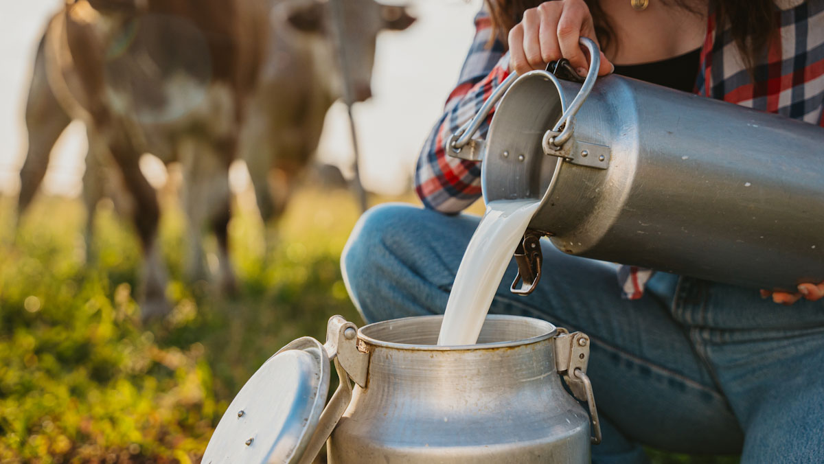 Woman on farm pouring fresh, raw milk from a pail into a cylinder.