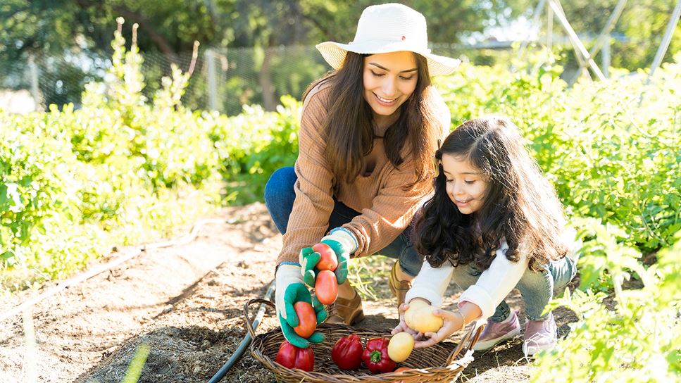 A woman with her daughter are harvesting their crops including tomatoes and potatoes, grown at home in a family garden.