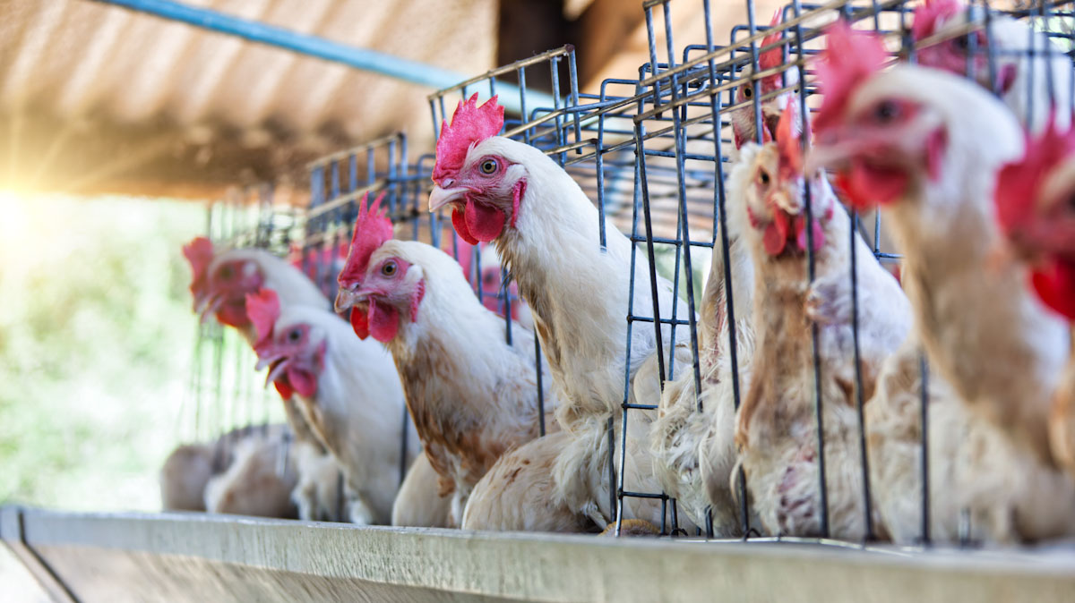 Several hens are in cages right next to each other.