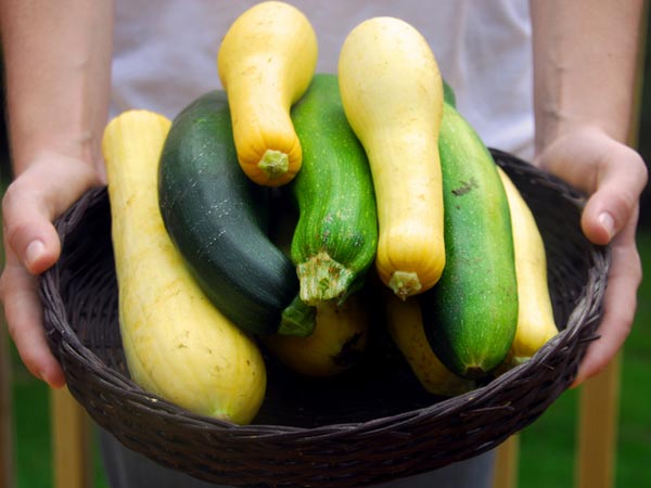 Summer Squash
