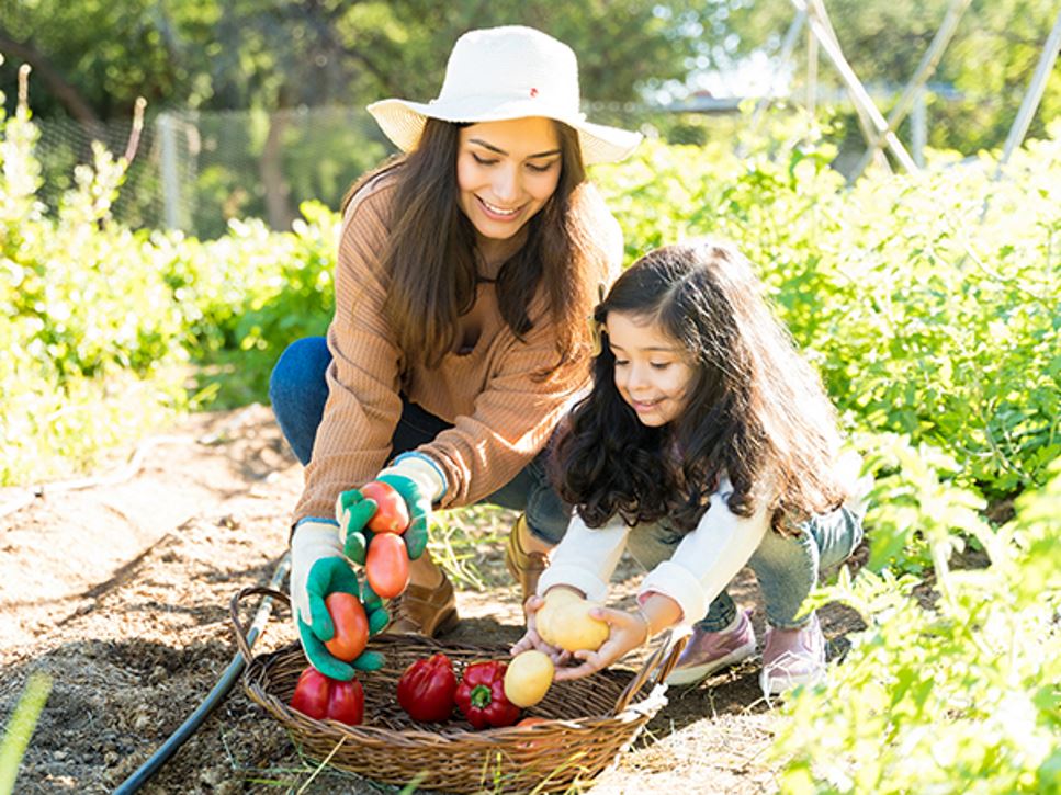 A woman with her daughter are harvesting their crops including tomatoes and potatoes, grown at home in a family garden.