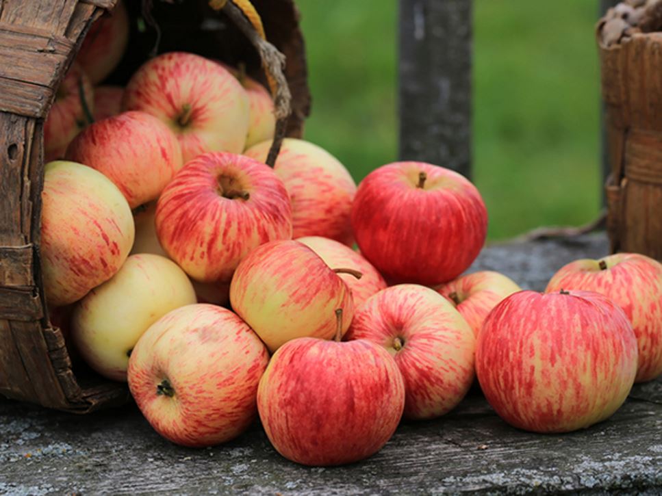 Glycemic Index - Apples