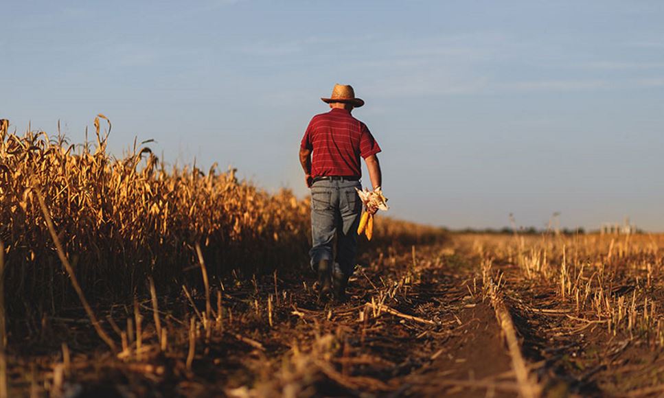 what is a sustainable food system