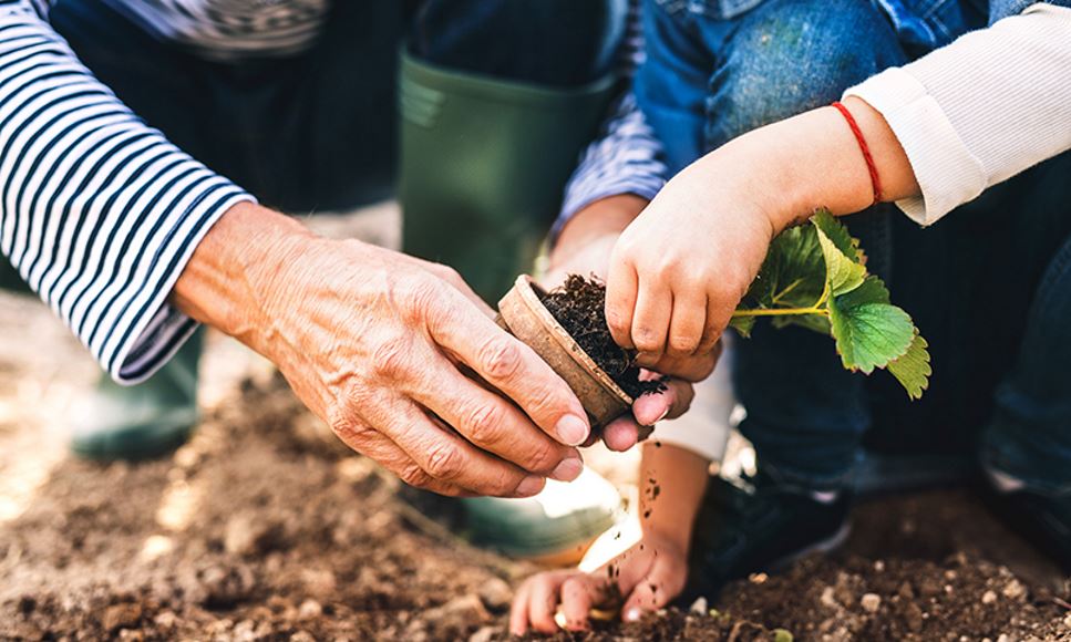 grandparent and child planting strawberries in home garden